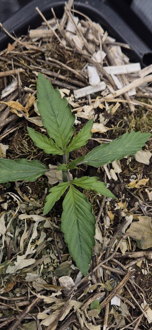 Lemon Peach CBD Auto (Ganja Farmers). Week 1
