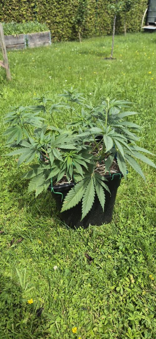 CBDV Auto. Week 4