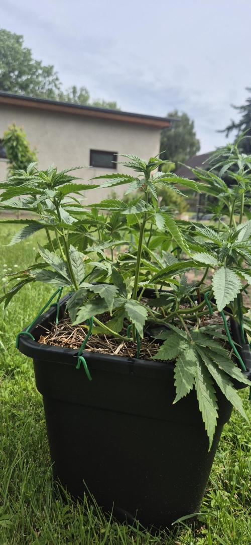 CBDV Auto. Week 4