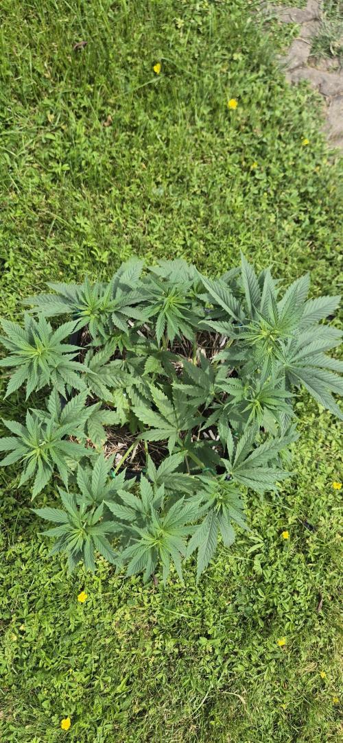 CBDV Auto. Week 4