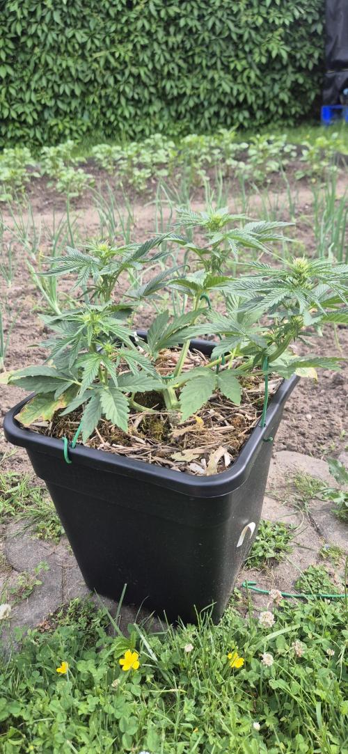 Haze Berry (Outdoor). Week 4
