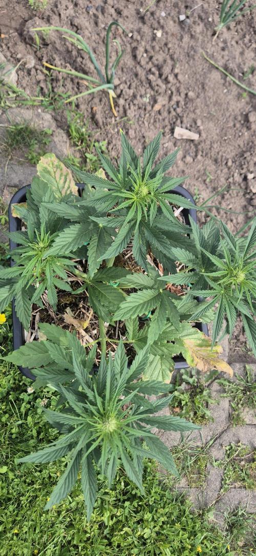 Haze Berry (Outdoor). Week 4