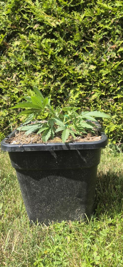 Lemon Peach CBD Auto (Ganja Farmers). Week 2