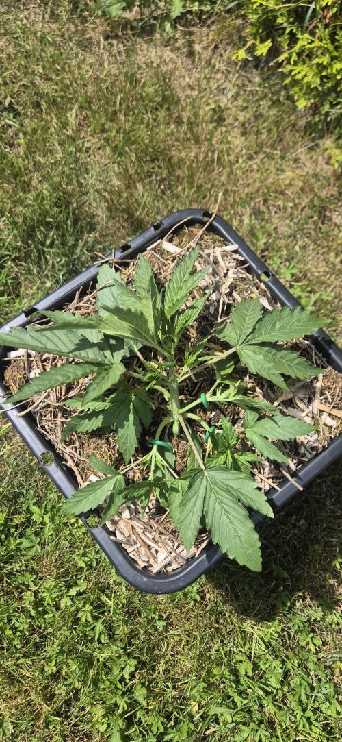 Lemon Peach CBD Auto (Ganja Farmers). Week 2