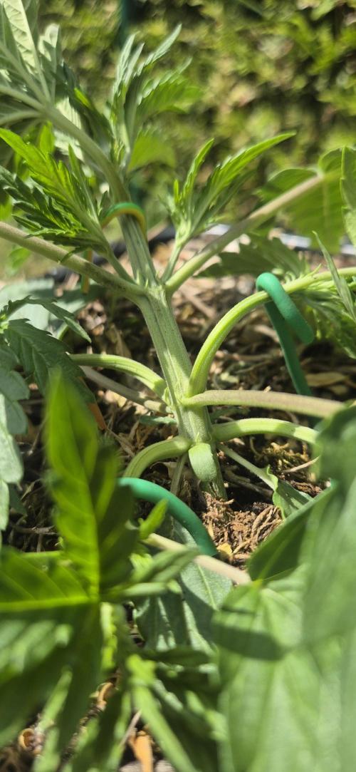 Lemon Peach CBD Auto (Ganja Farmers). Week 2