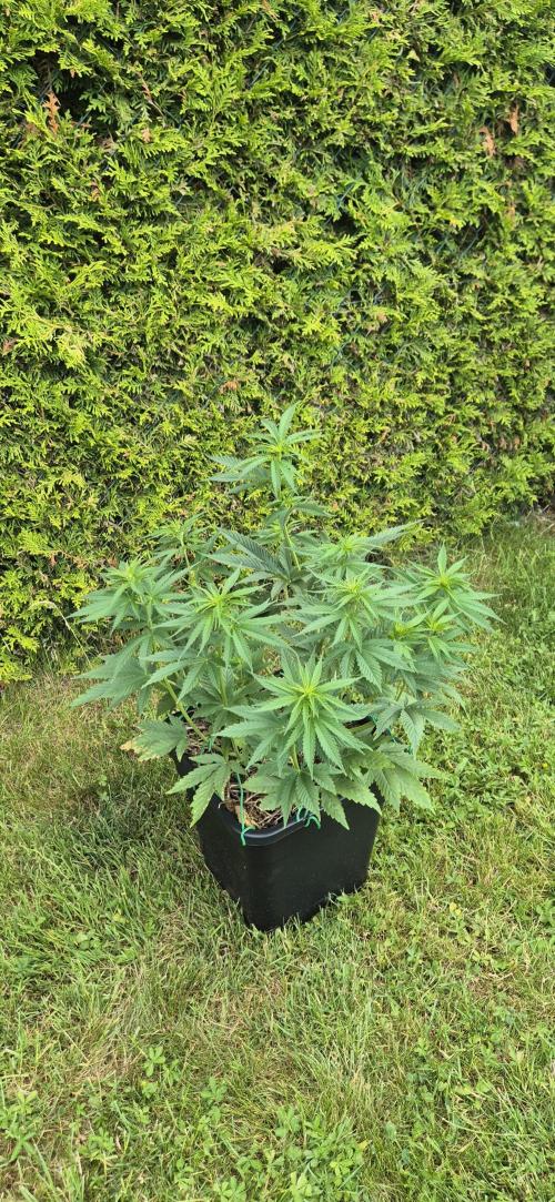 CBDV Auto. Week 5