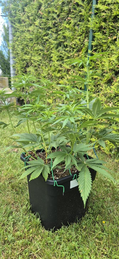 CBDV Auto. Week 5