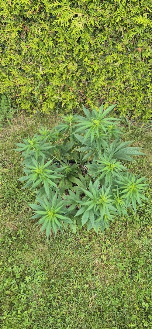 CBDV Auto. Week 5
