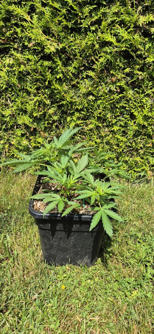 Lemon Peach CBD Auto (Ganja Farmers). Week 3