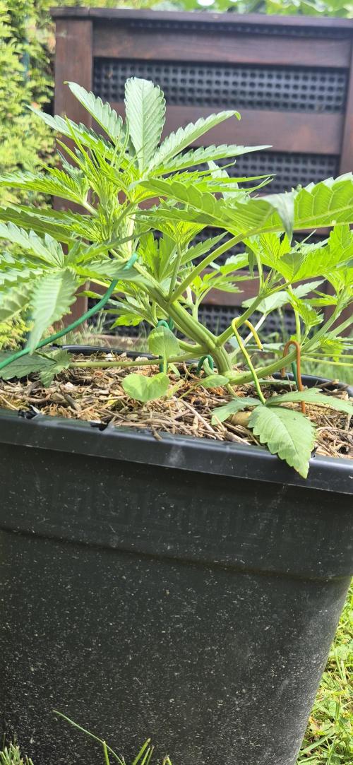Lemon Peach CBD Auto (Ganja Farmers). Week 3