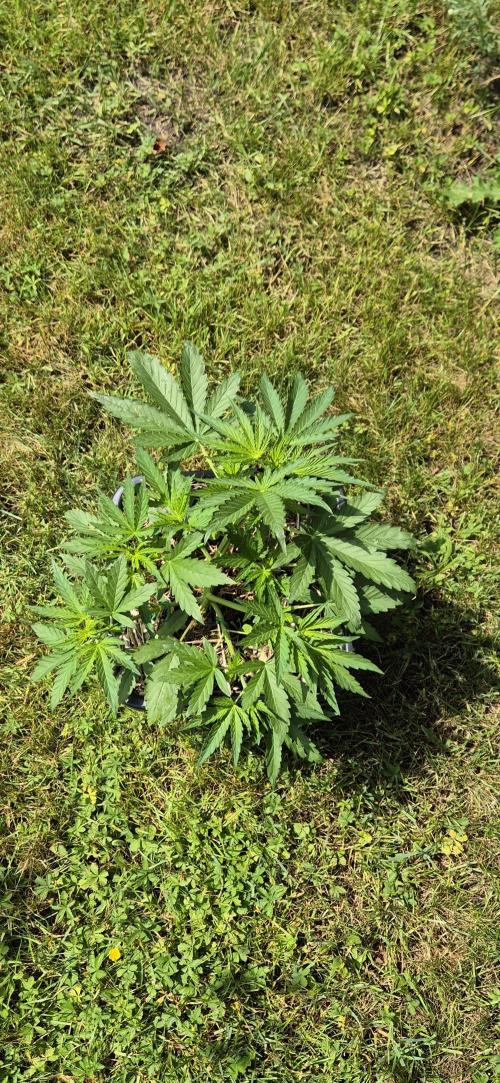 Lemon Peach CBD Auto (Ganja Farmers). Week 3