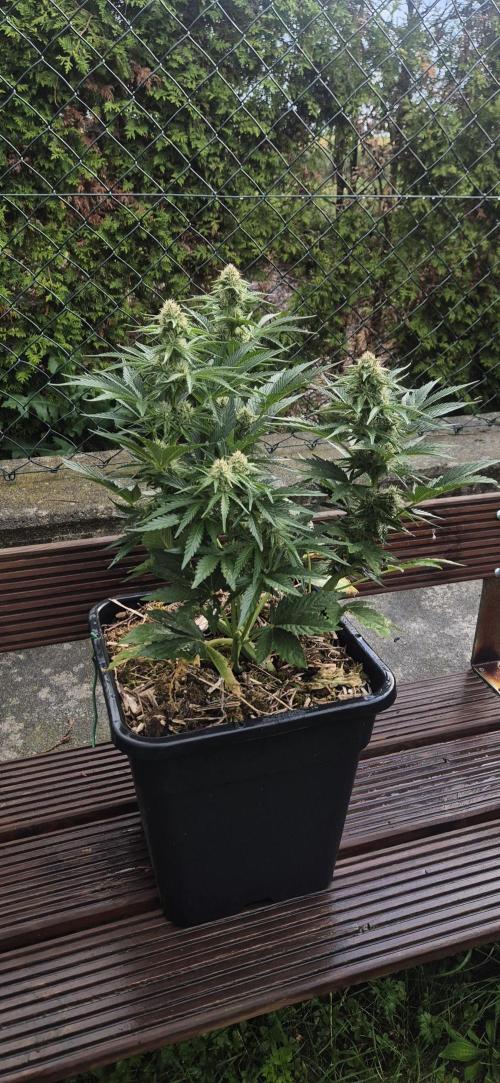 Haze Berry (Outdoor). Week 6