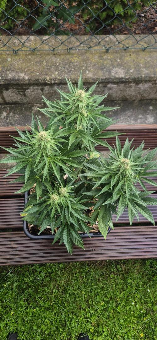 Haze Berry (Outdoor). Week 6