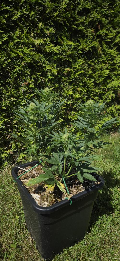 Haze Berry (Outdoor). Week 5
