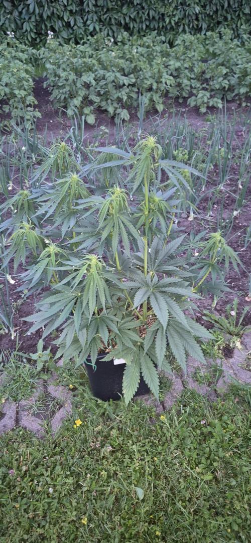 CBDV Auto. Week 6