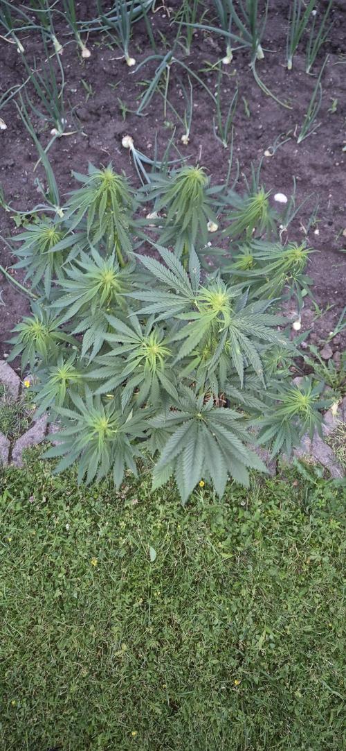 CBDV Auto. Week 6