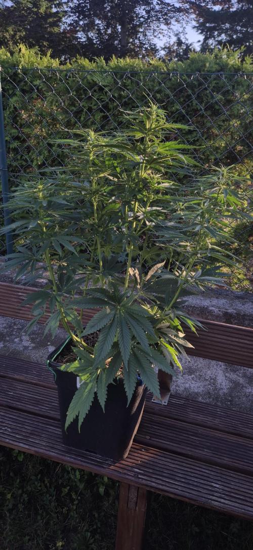CBDV Auto. Week 7