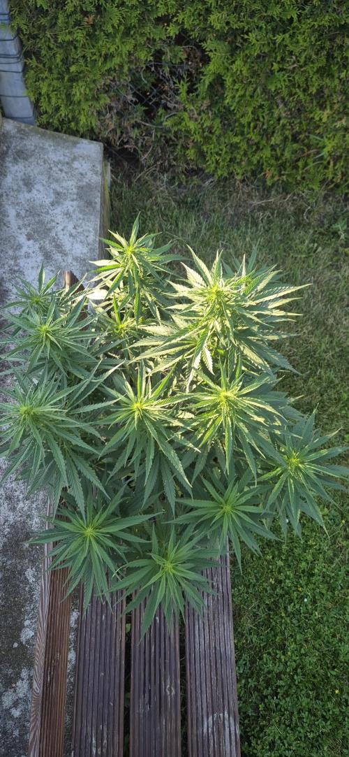 CBDV Auto. Week 7