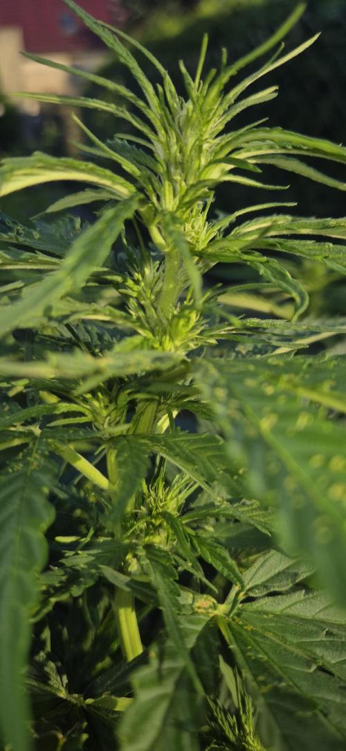 CBDV Auto. Week 7