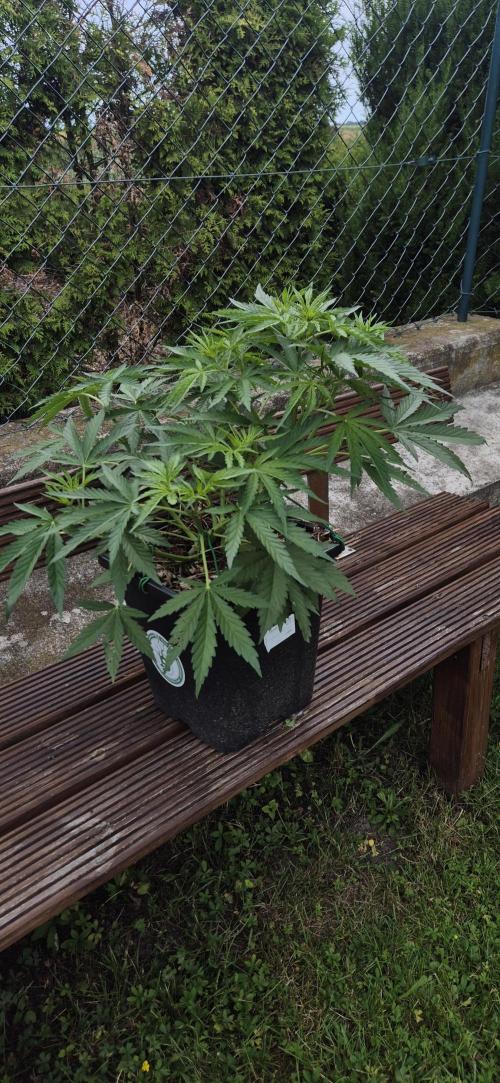 Lemon Peach CBD Auto (Ganja Farmers). Week 4