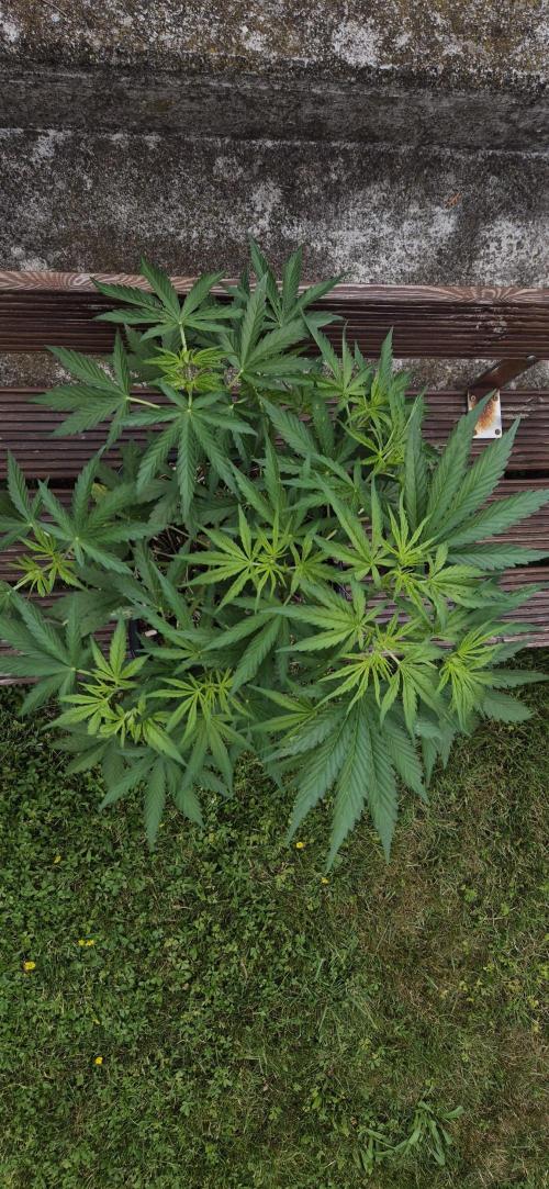 Lemon Peach CBD Auto (Ganja Farmers). Week 4