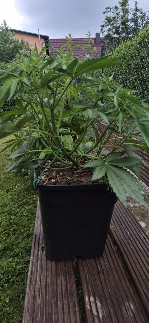 Lemon Peach CBD Auto (Ganja Farmers). Week 4