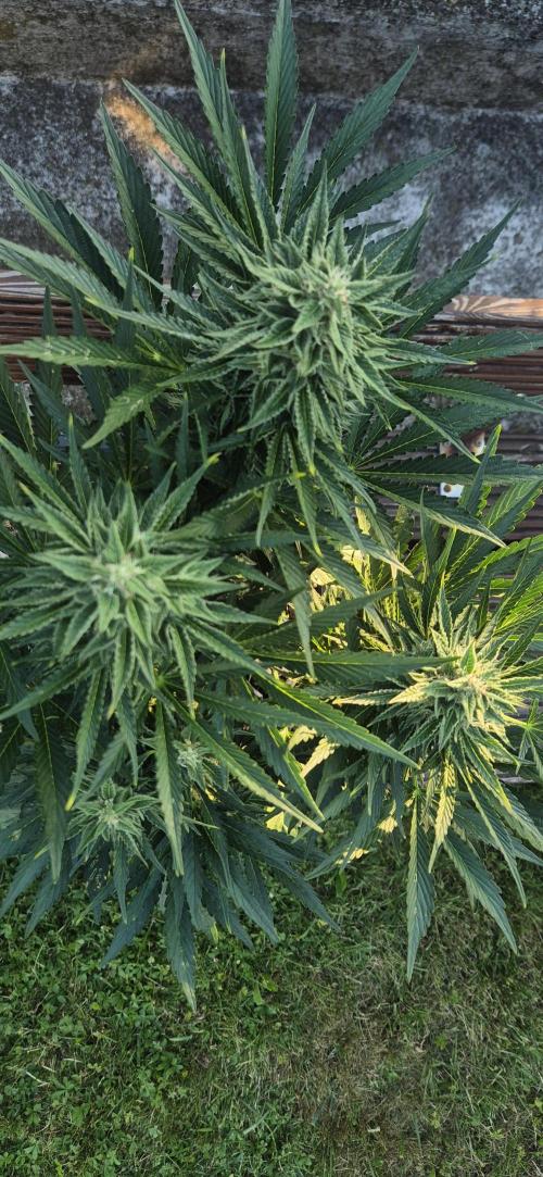 Haze Berry (Outdoor). Week 7