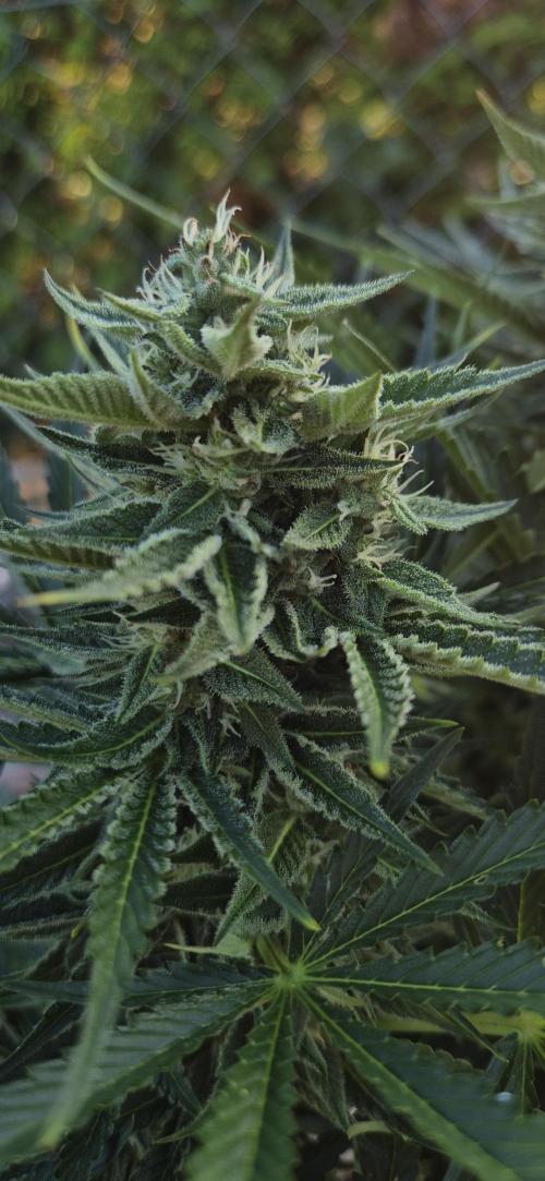 Haze Berry (Outdoor). Week 7