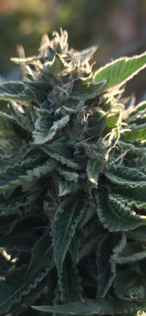 Haze Berry Automatic. Week 7
