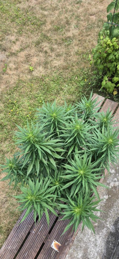 CBDV Auto. Week 8