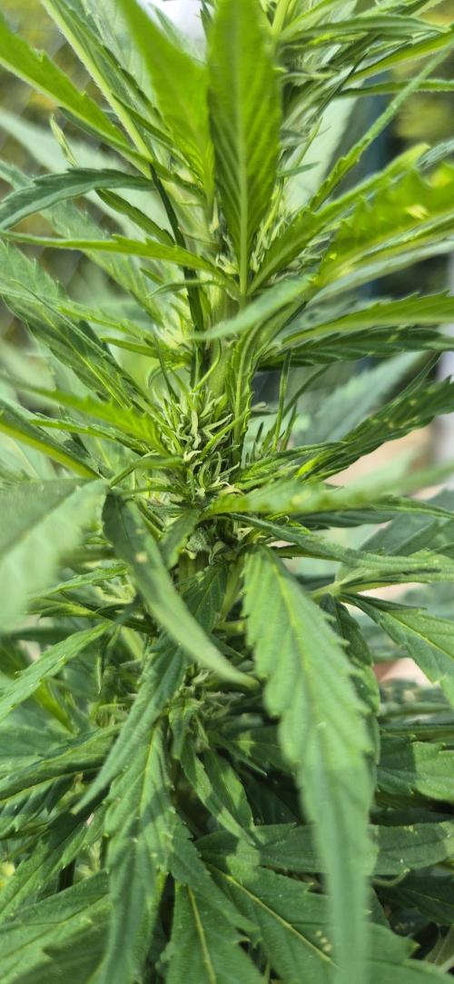 CBDV Auto. Week 8