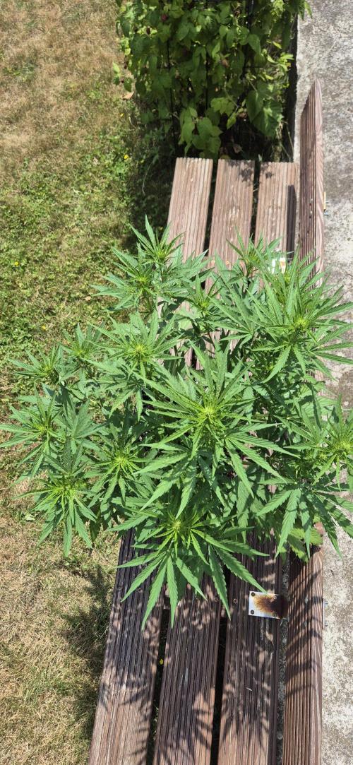 Lemon Peach CBD Auto (Ganja Farmers). Week 5