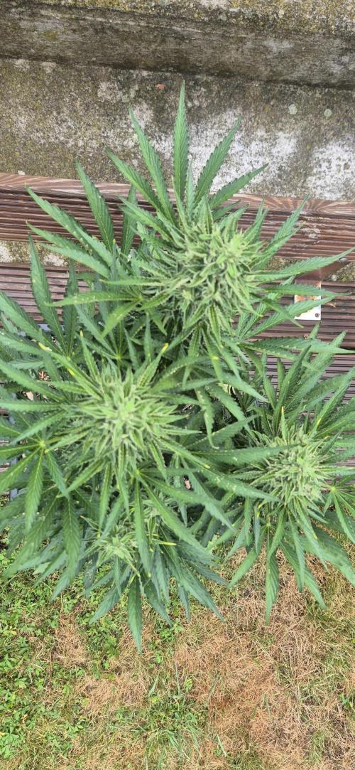 Haze Berry (Outdoor). Week 8