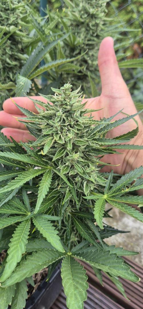 Haze Berry (Outdoor). Week 8
