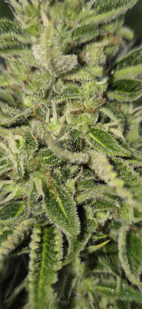 Haze Berry (Outdoor). Week 8