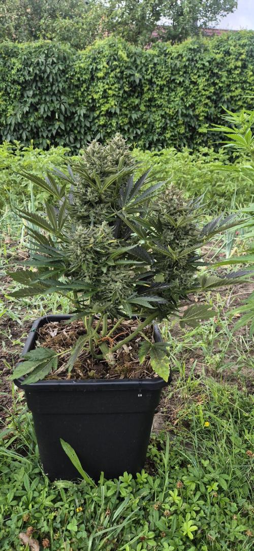 Haze Berry (Outdoor). Week 9
