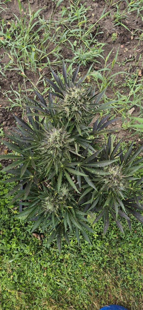 Haze Berry (Outdoor). Week 9