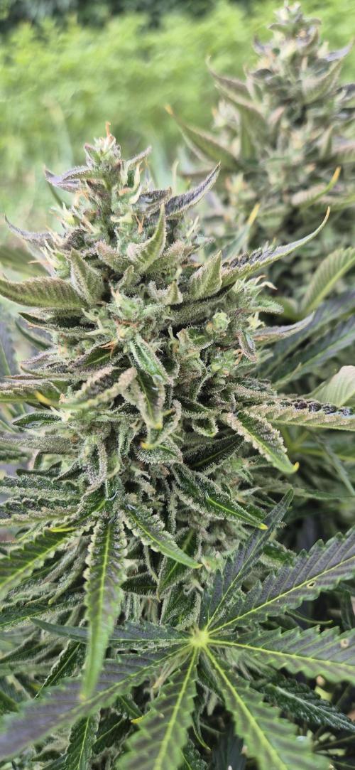 Haze Berry (Outdoor). Week 9