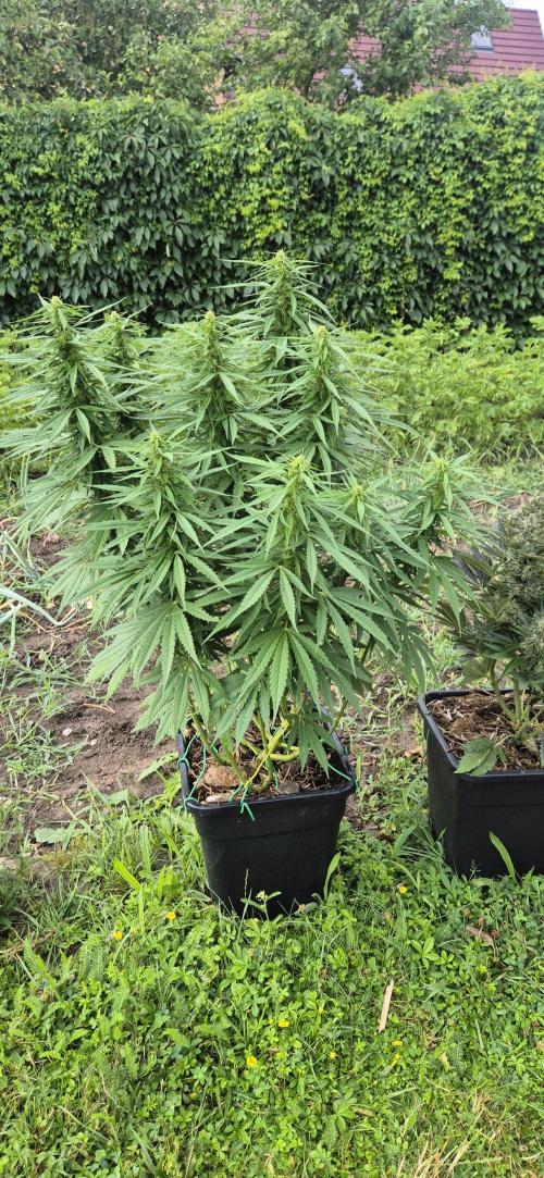 CBDV Auto. Week 9