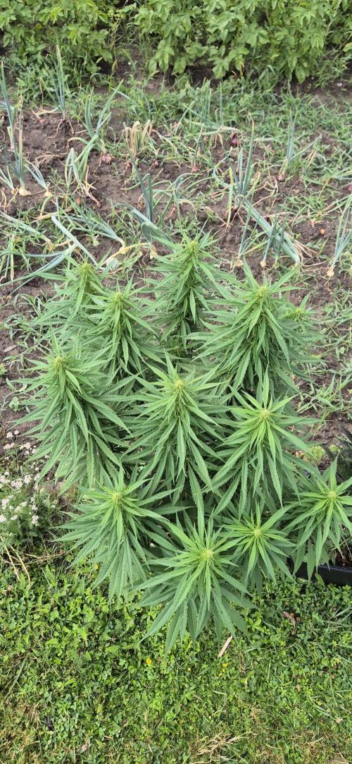 CBDV Auto. Week 9