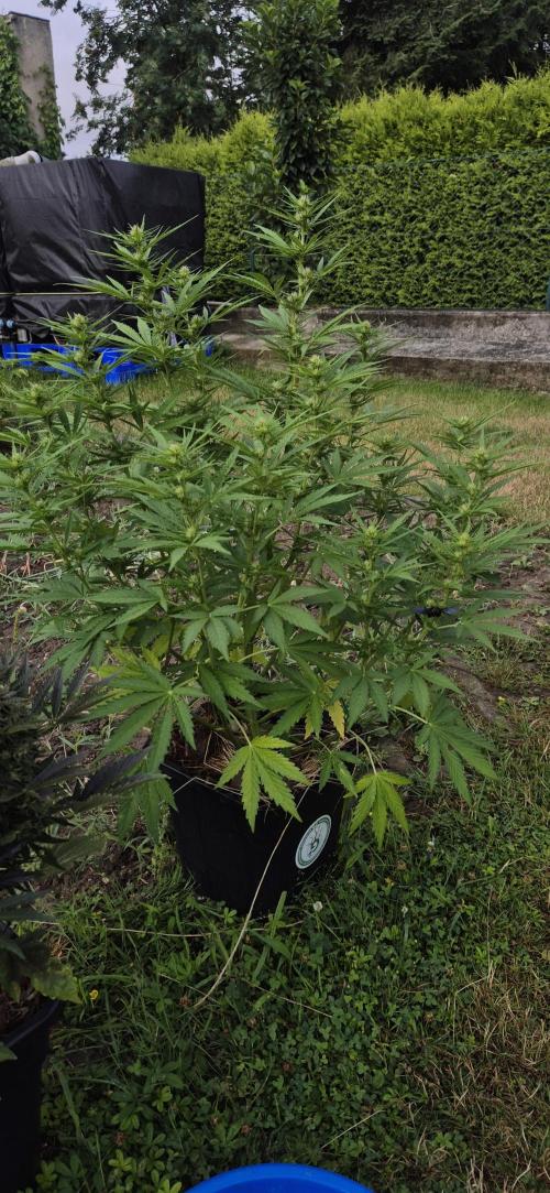 Lemon Peach CBD Auto (Ganja Farmers). Week 6