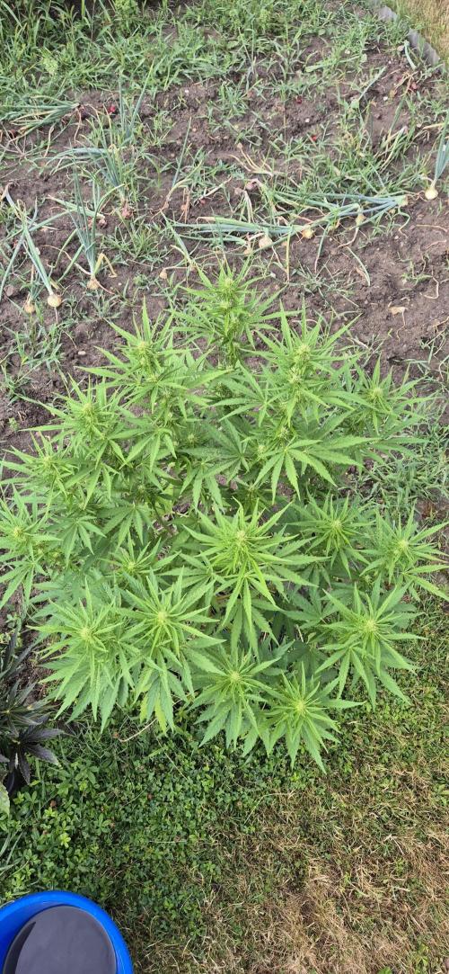 Lemon Peach CBD Auto (Ganja Farmers). Week 6