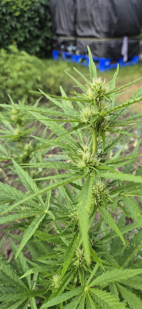 Lemon Peach CBD . Week 6