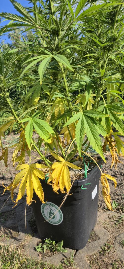 Lemon Peach CBD Auto (Ganja Farmers). Week 7