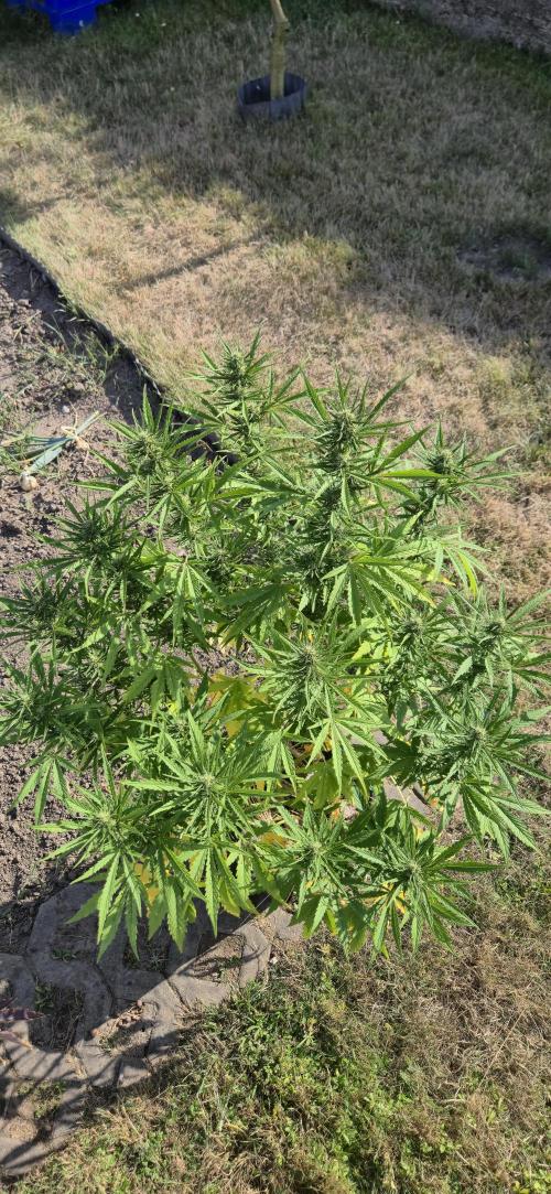 Lemon Peach CBD Auto (Ganja Farmers). Week 7