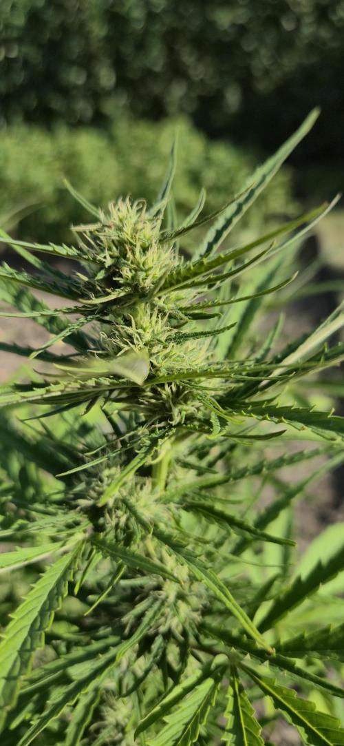 Lemon Peach CBD . Week 7