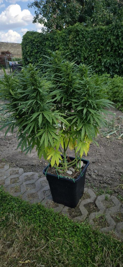 CBDV Auto. Week 10