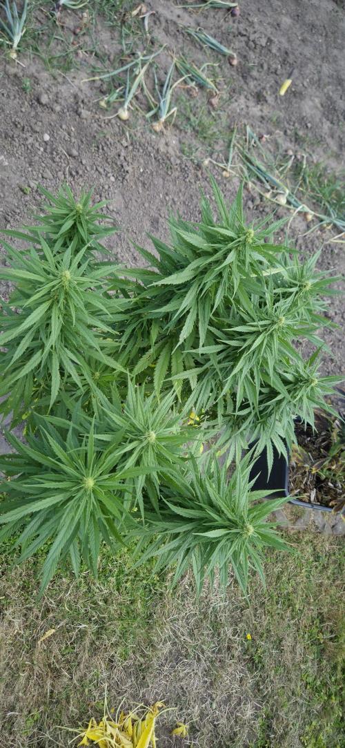 CBDV Auto. Week 10