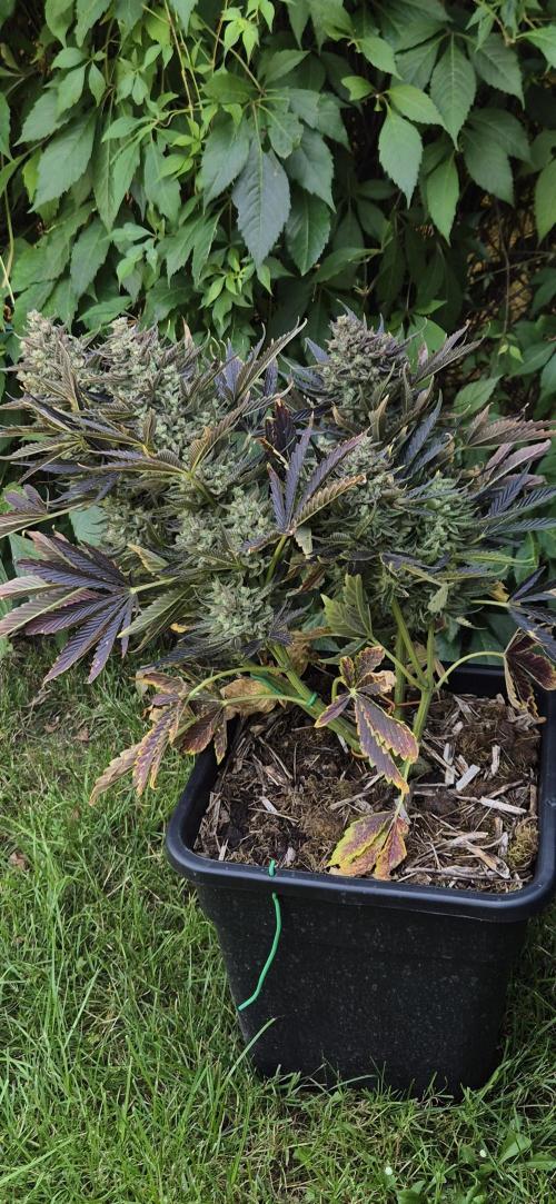 Haze Berry (Outdoor). Week 10