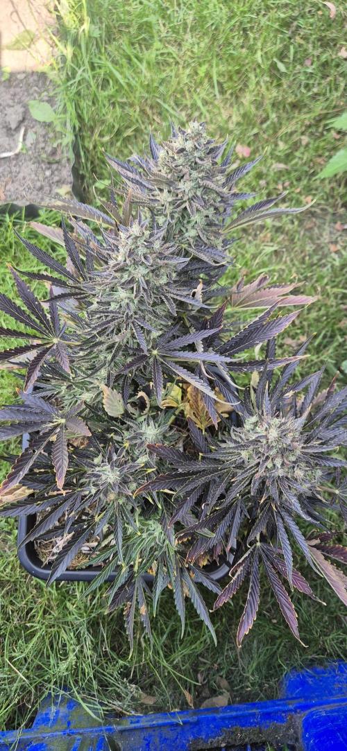 Haze Berry (Outdoor). Week 10